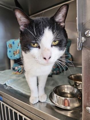 Enlarge Marvin, a Adoptable mixed breed in Scotia, NY image 1/3