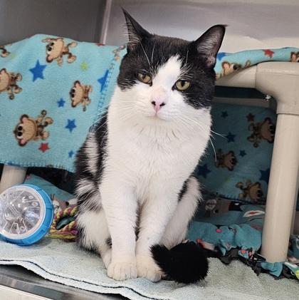 Enlarge Marvin, a Adoptable mixed breed in Scotia, NY image 2/3