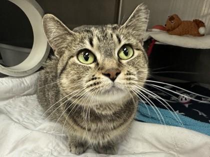 Enlarge Angel, a Adoptable Domestic Short Hair in Coon Rapids, MN image 2/2