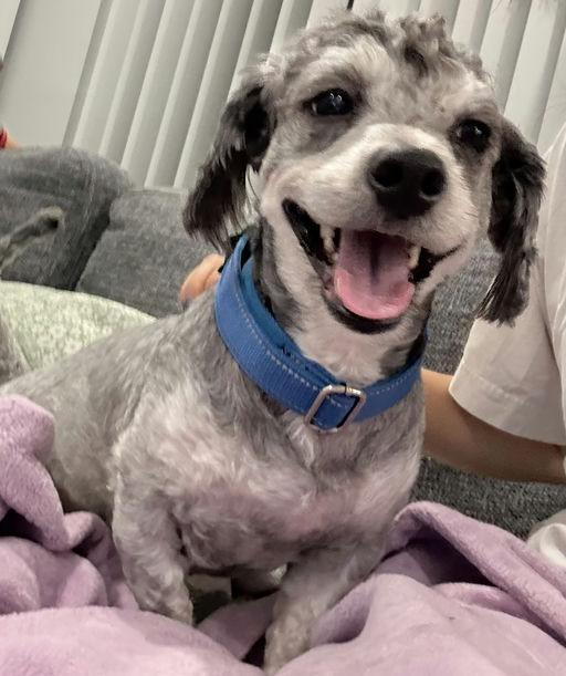 Finley, an adoptable mixed breed in Los Angeles, CA image 1/5