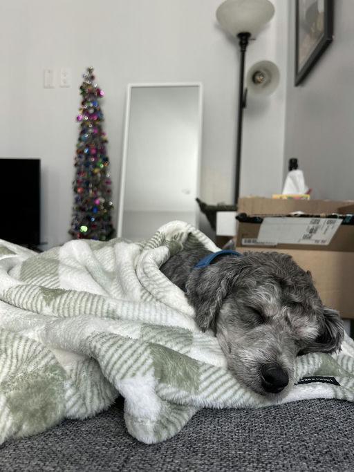 Finley, an adoptable mixed breed in Los Angeles, CA image 2/5