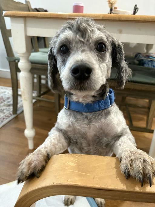 Finley, an adoptable mixed breed in Los Angeles, CA image 3/5