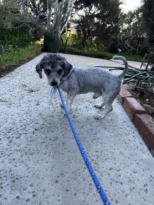 Finley, an adoptable mixed breed in Los Angeles, CA image 4/5