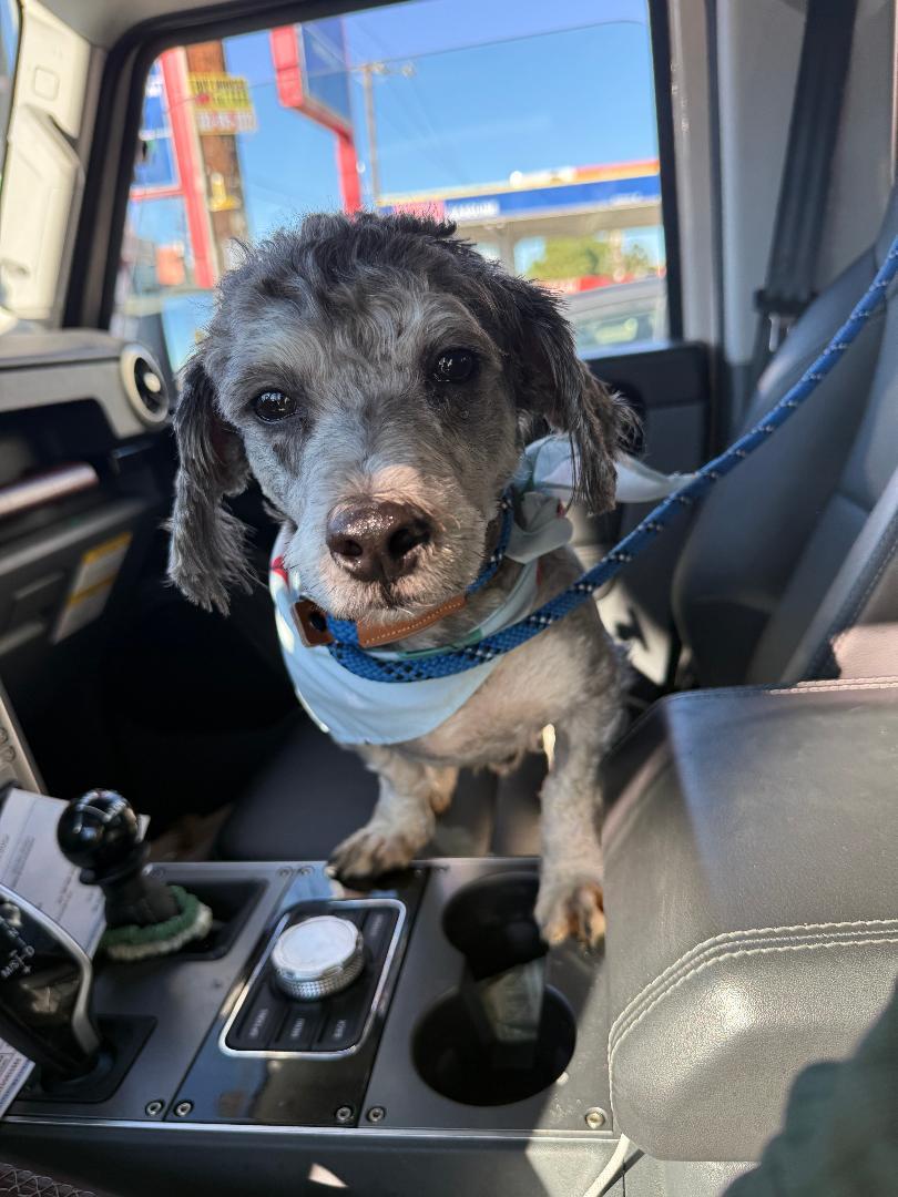 Finley, an adoptable mixed breed in Los Angeles, CA image 5/5