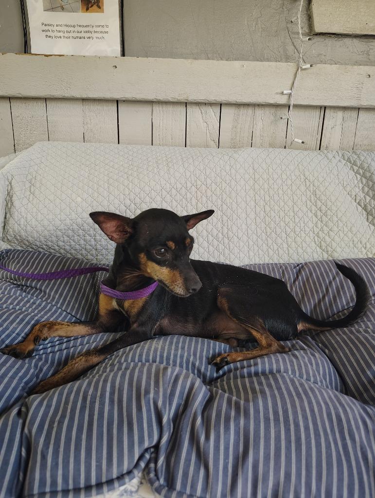Enlarge Bei, a Adoptable Miniature Pinscher in Fort Worth, TX image 1/2