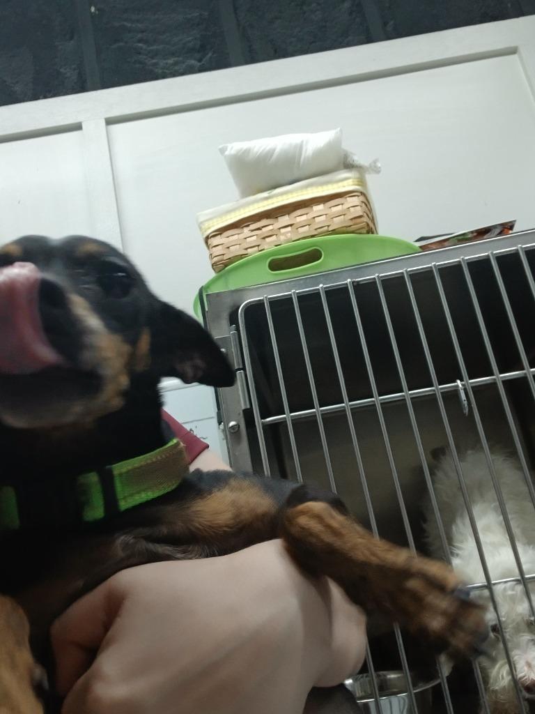 Enlarge Bei, a Adoptable Miniature Pinscher in Fort Worth, TX image 2/2