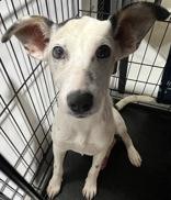Sassy, ADOPTABLE, Young Female Chihuahua & Terrier.