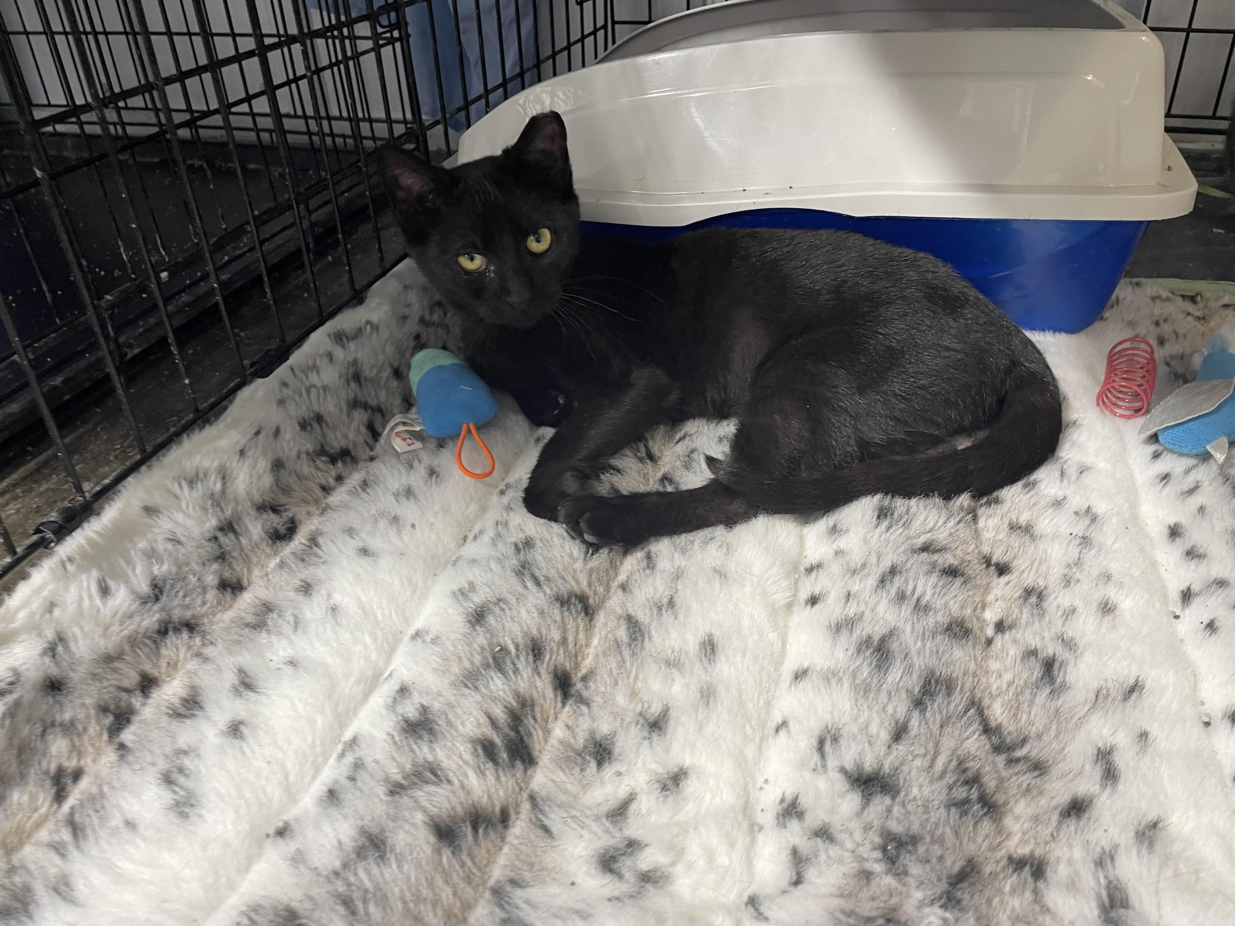 Coco Kitten, Baby Female Domestic Short Hair