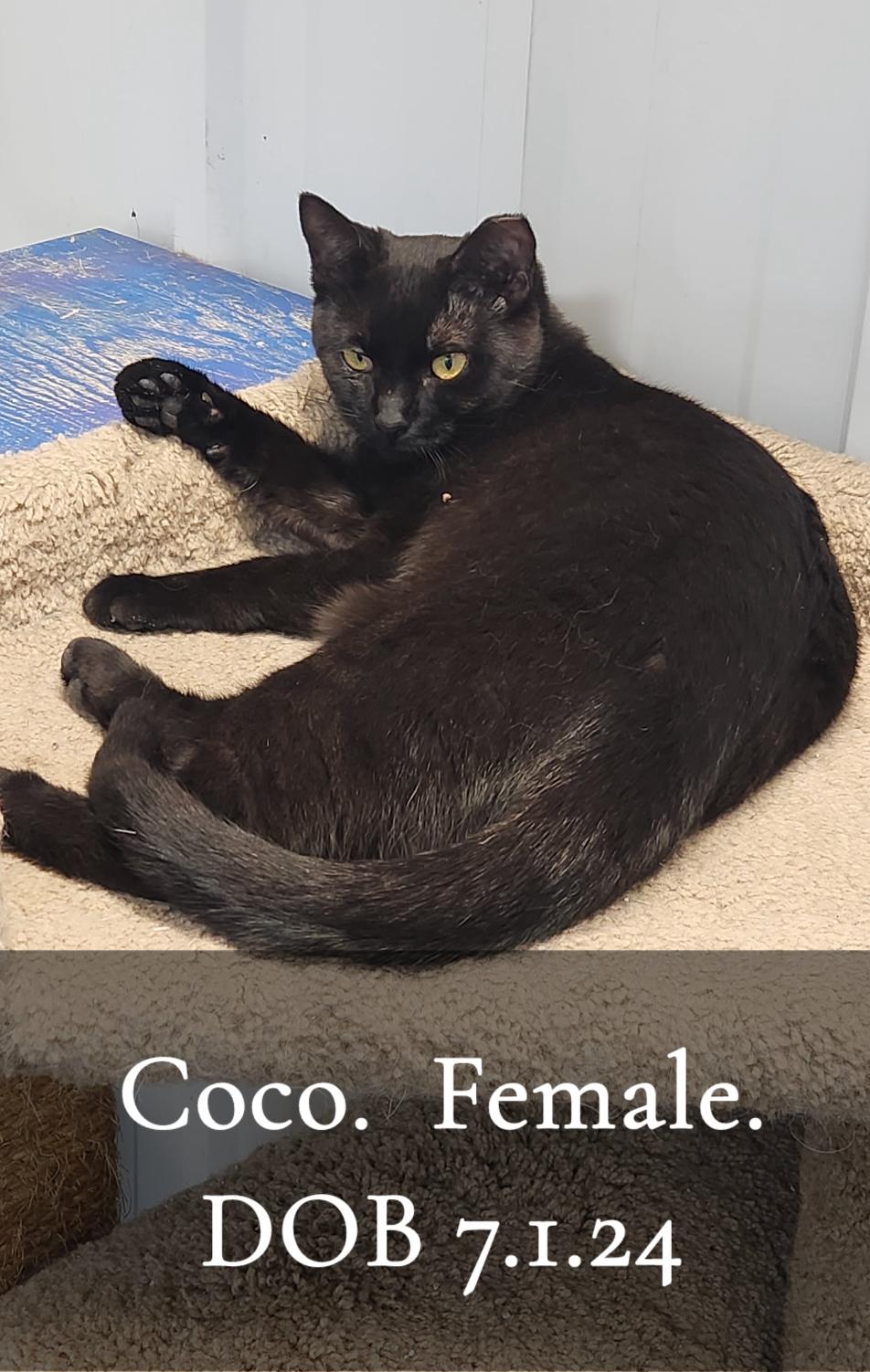 Coco Kitten photo 2