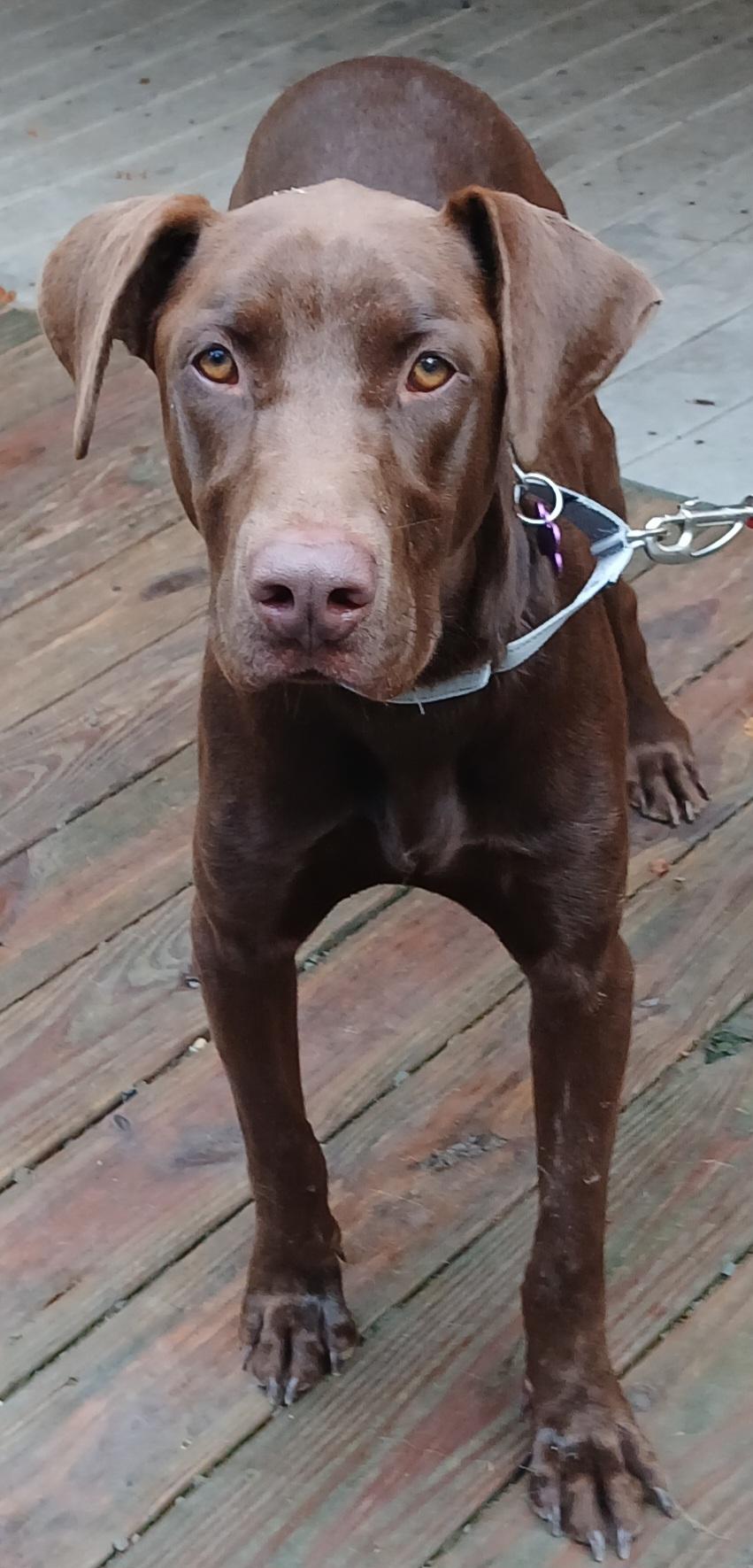 Enlarge Hershal (Sweetest Family Companion), a Adopted mixed breed in Newfoundland, PA image 3/4