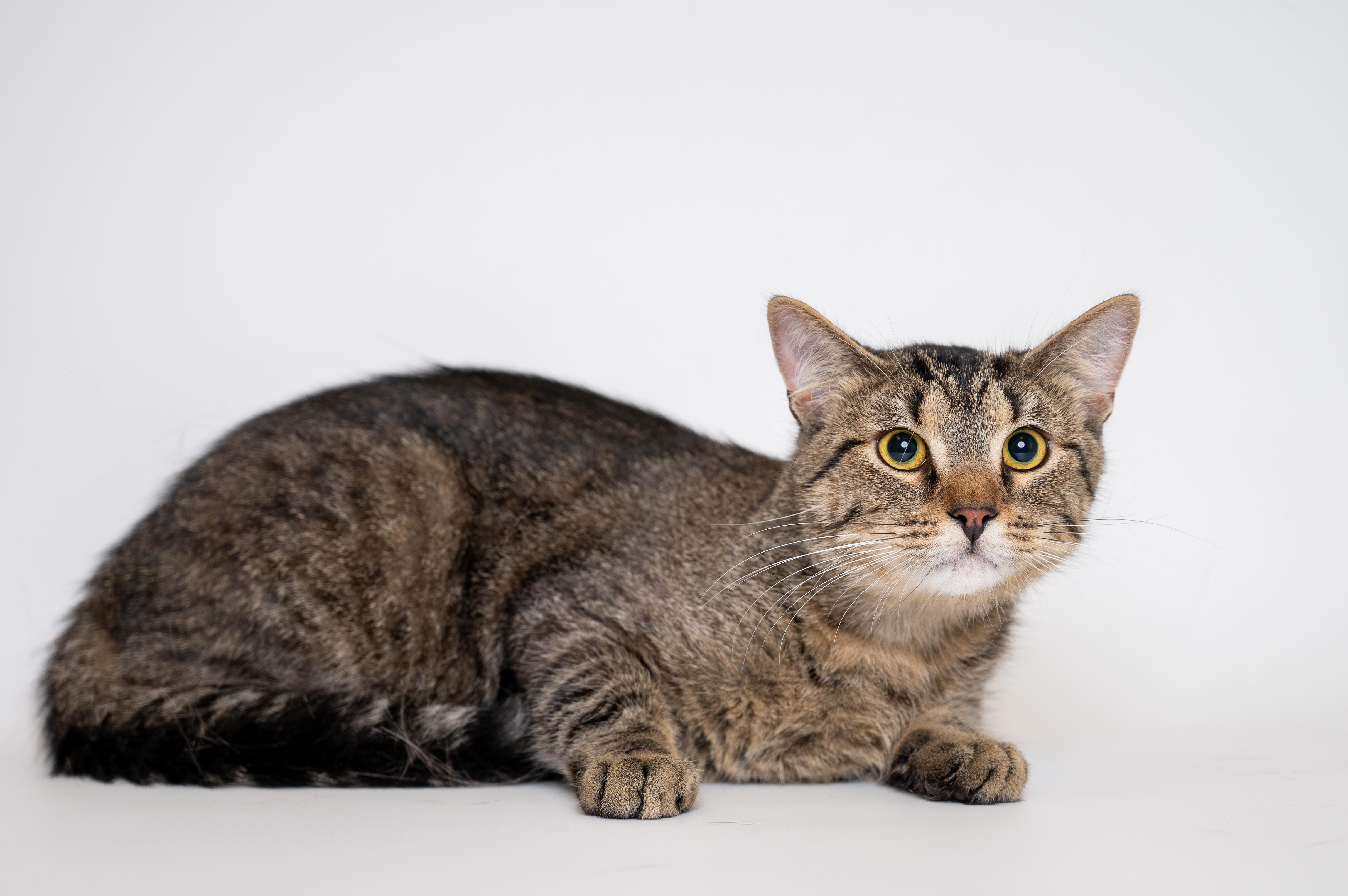 Habanero (bonded to Wasabi), Young Male unknown