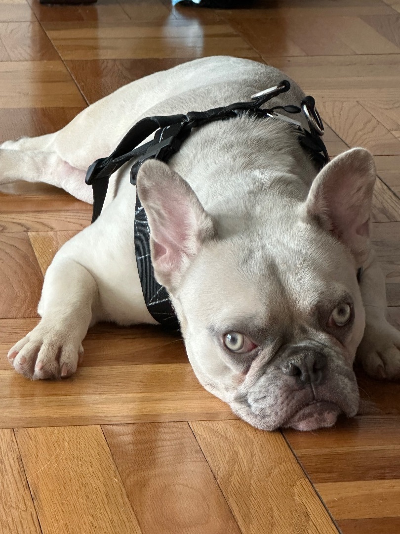 Lola, Adopted, Young Female French Bulldog.