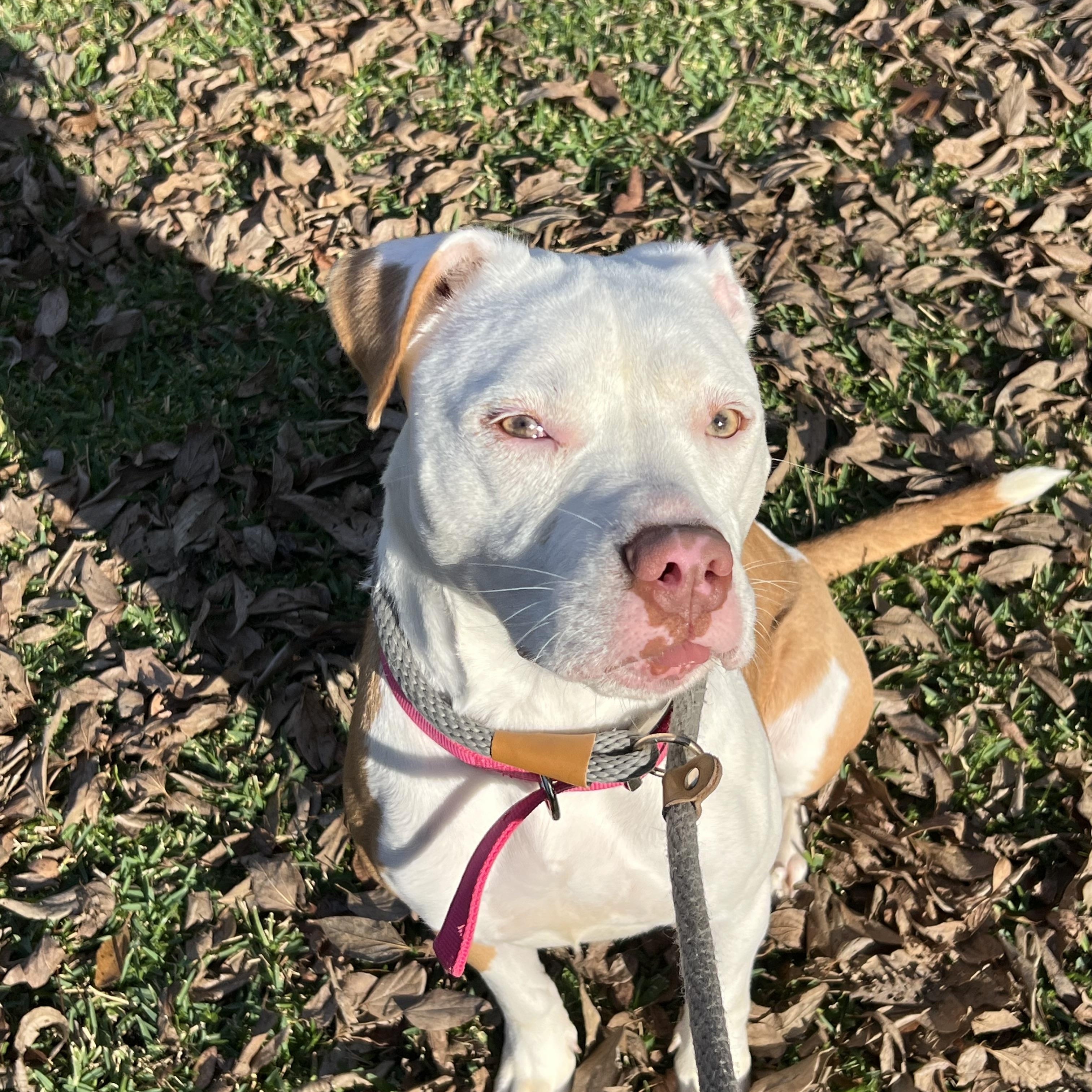 Jessica, Adoptable, Adult Female Pit Bull Terrier.