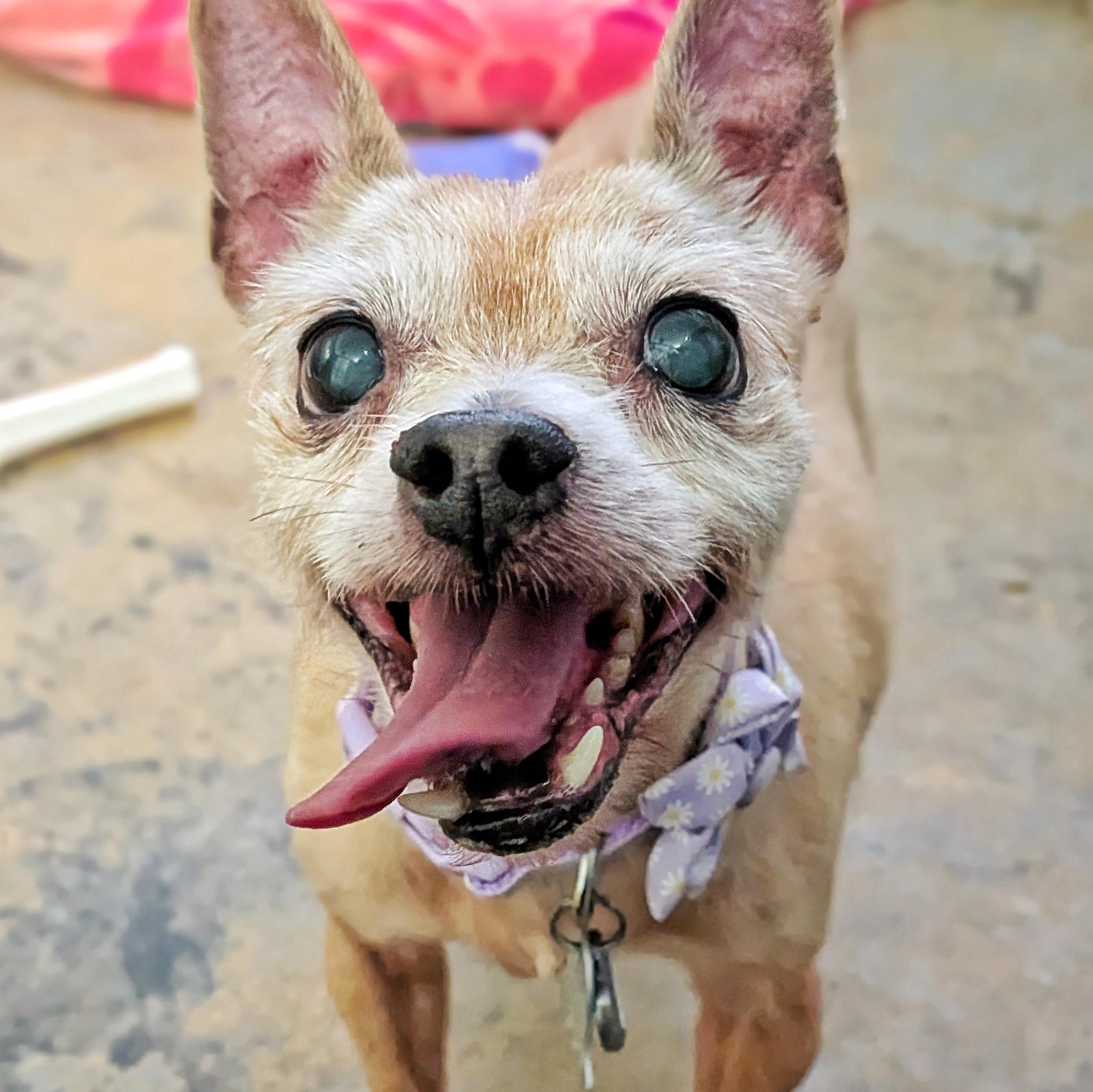 Enlarge Emma, a ADOPTABLE mixed breed in Eustis, FL image 2/2