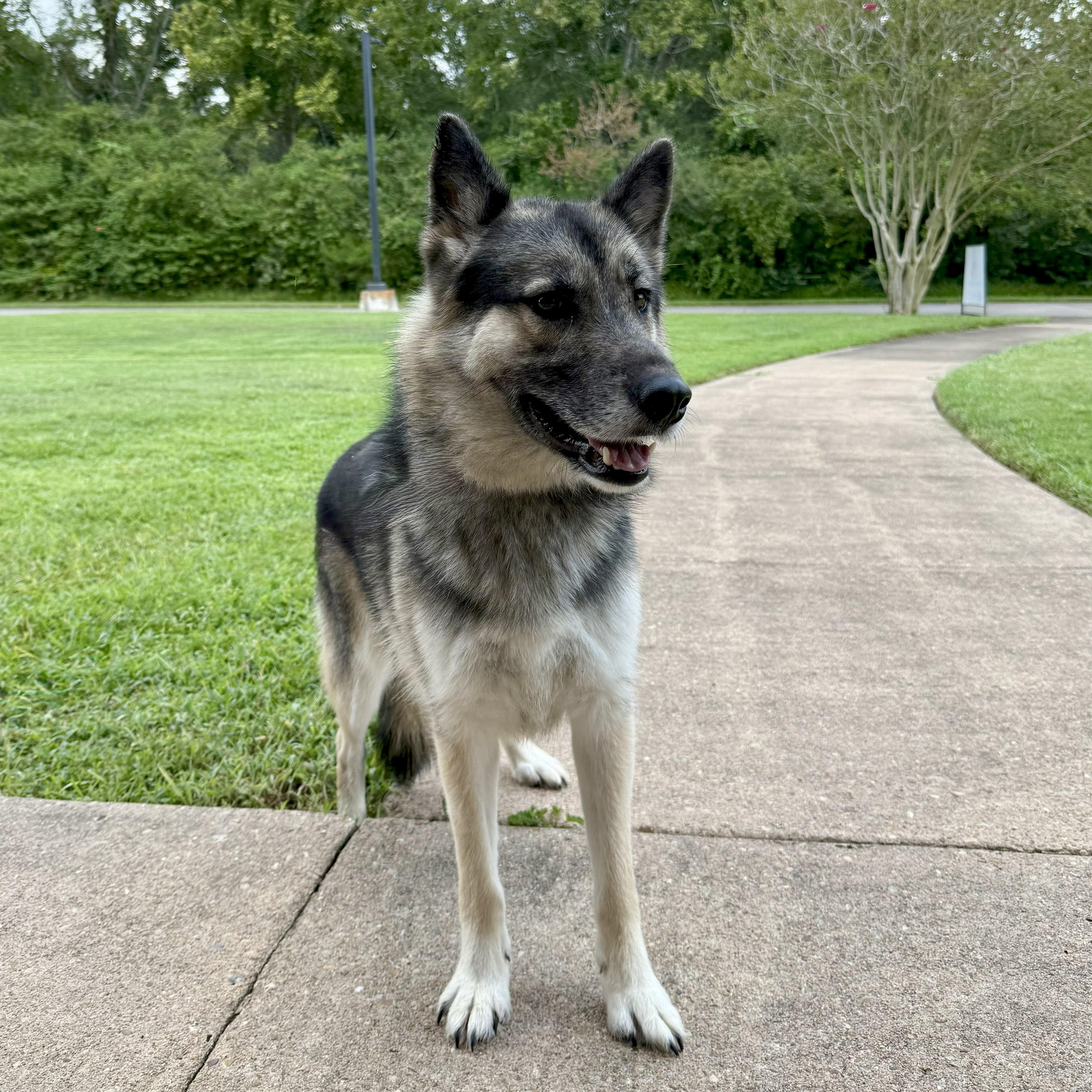 Enlarge Loki, a Adoptable German Shepherd Dog in angleton, TX image 6/6