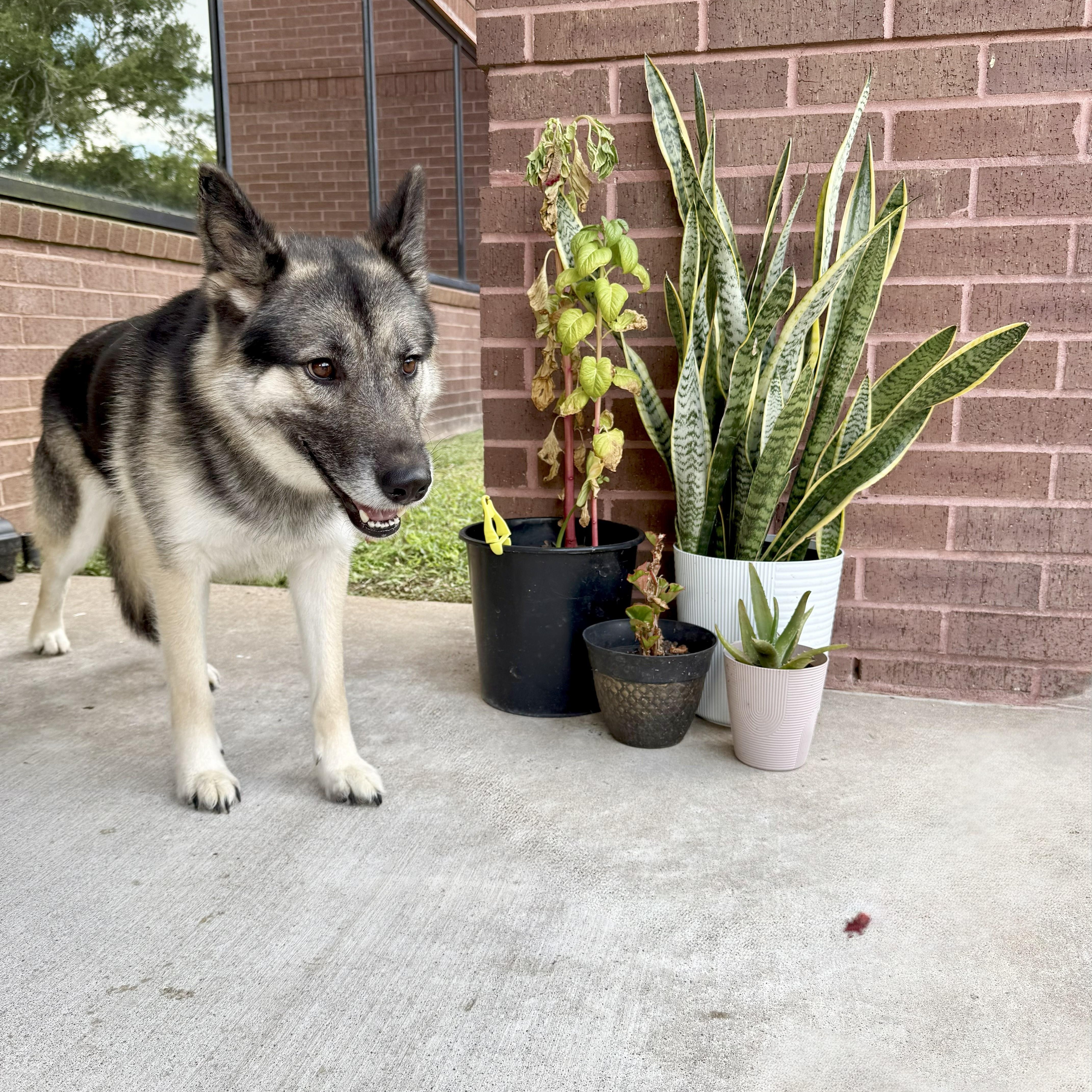 Enlarge Loki, a Adoptable German Shepherd Dog in angleton, TX image 2/6