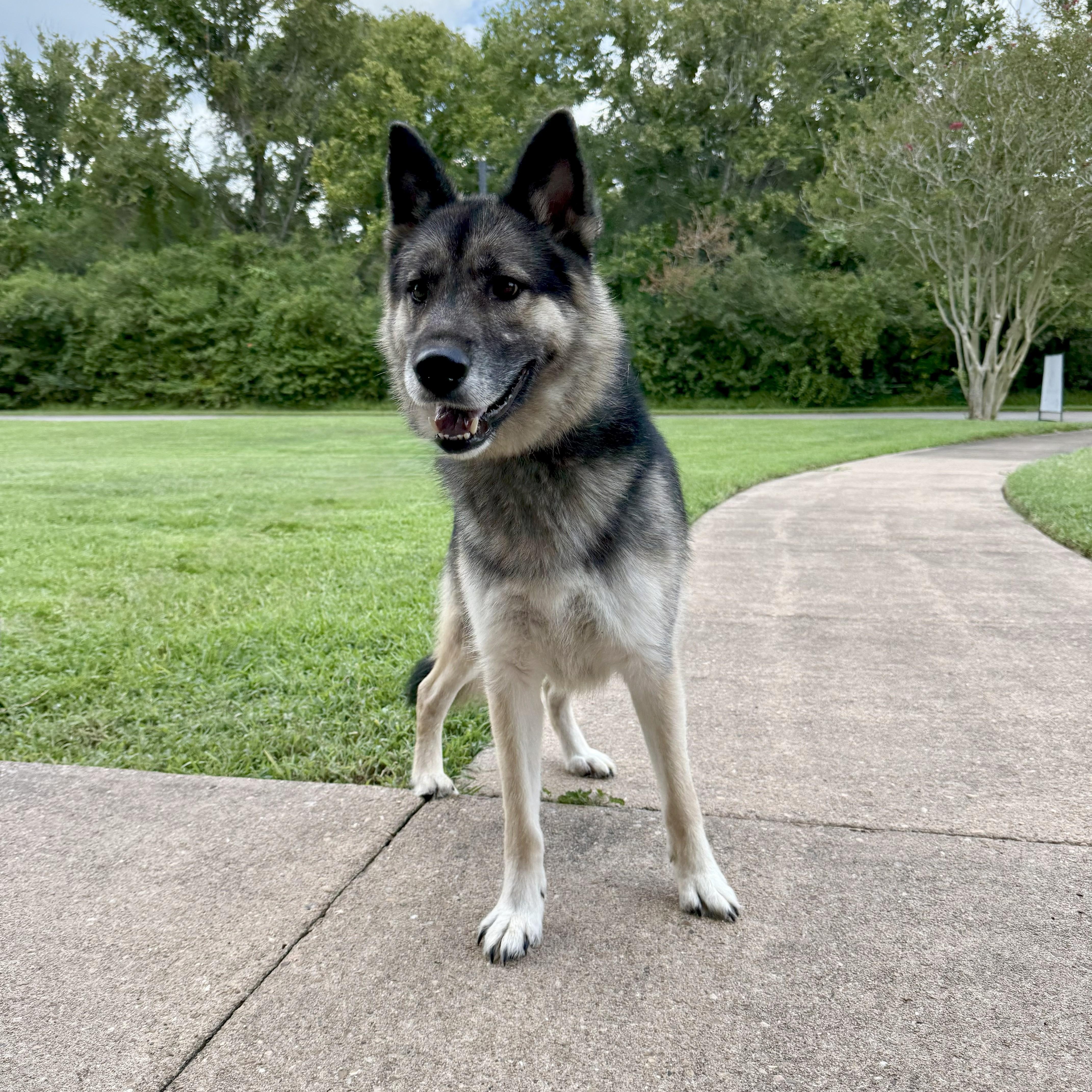 Enlarge Loki, a Adoptable German Shepherd Dog in angleton, TX image 1/6