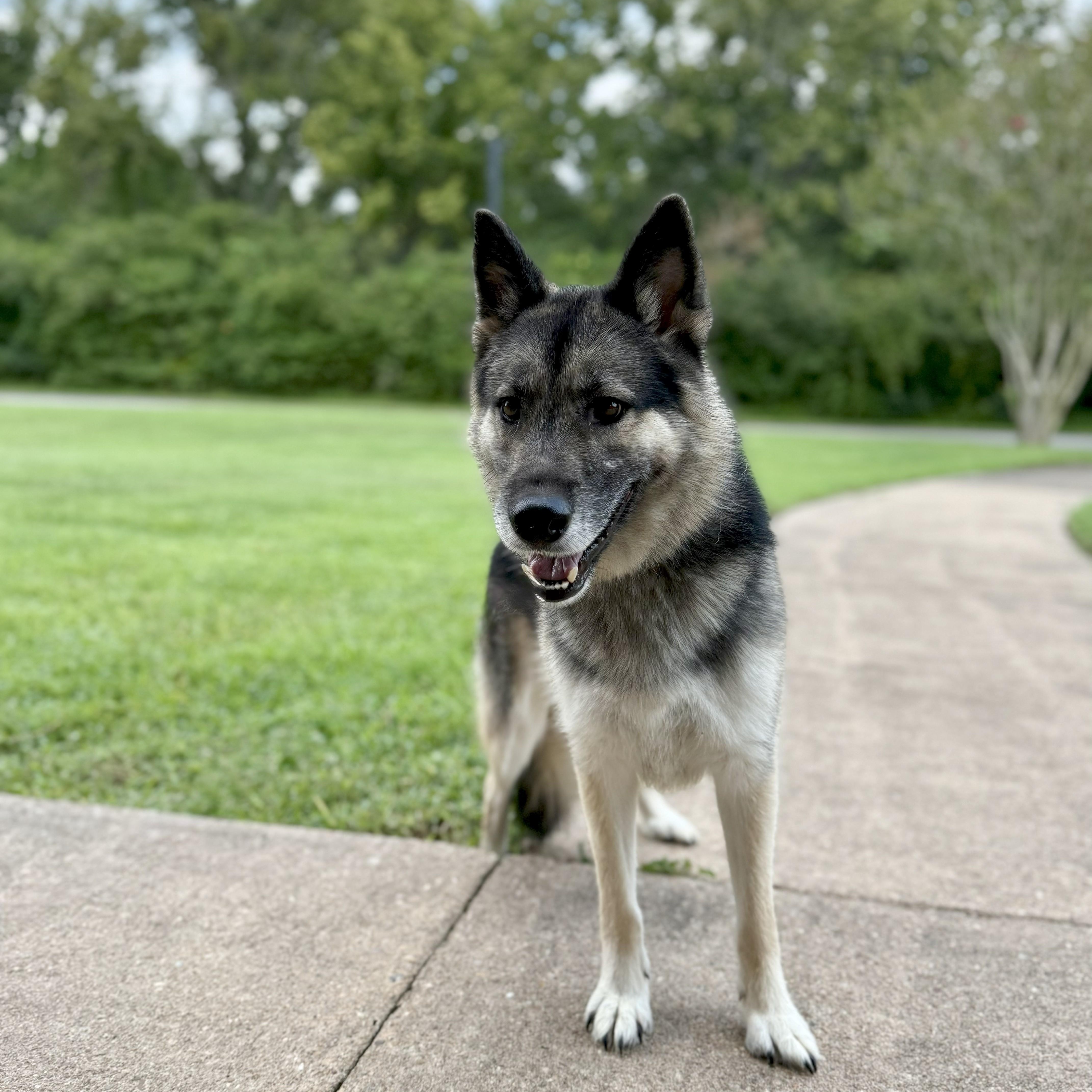 Enlarge Loki, a Adoptable German Shepherd Dog in angleton, TX image 3/6