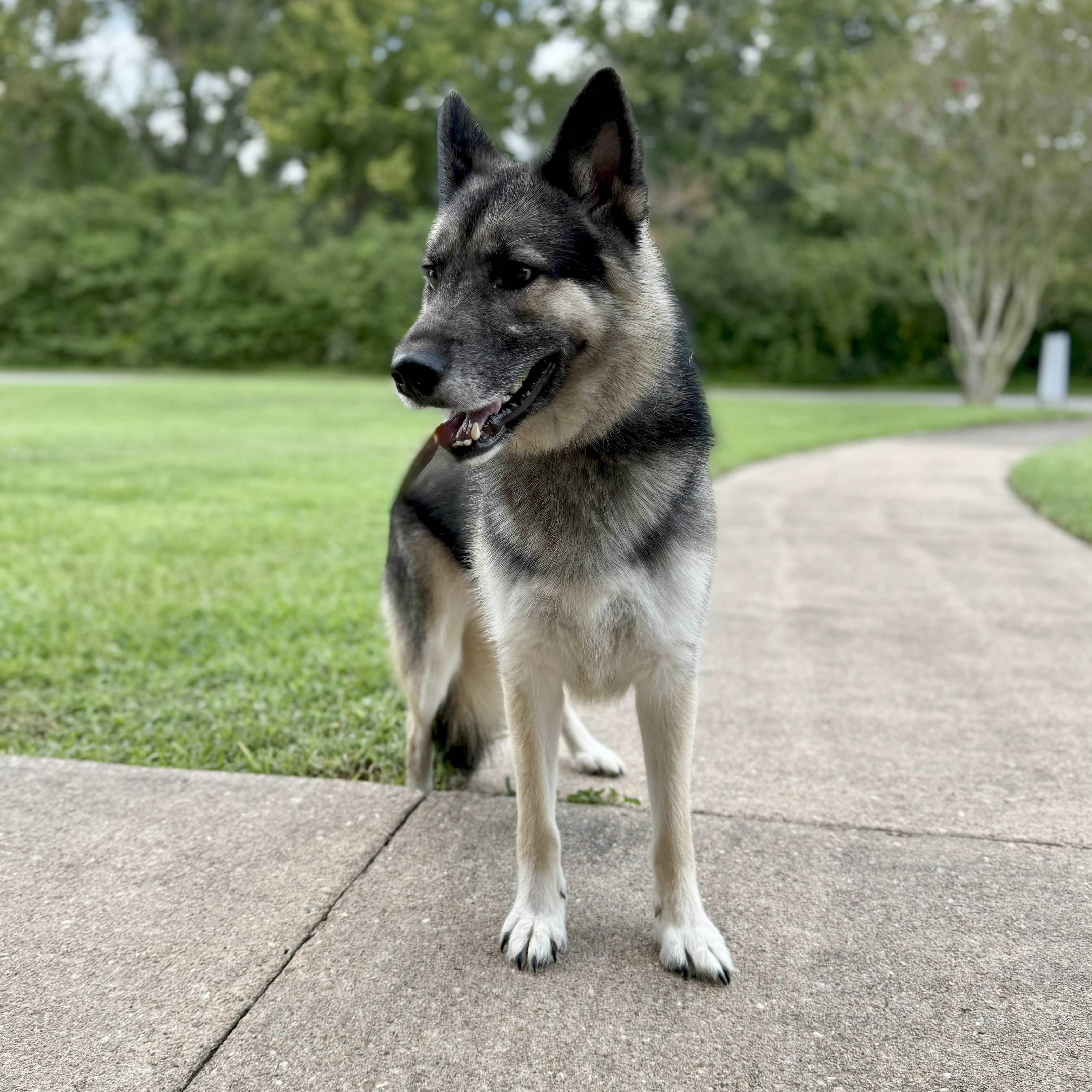 Enlarge Loki, a Adoptable German Shepherd Dog in angleton, TX image 4/6