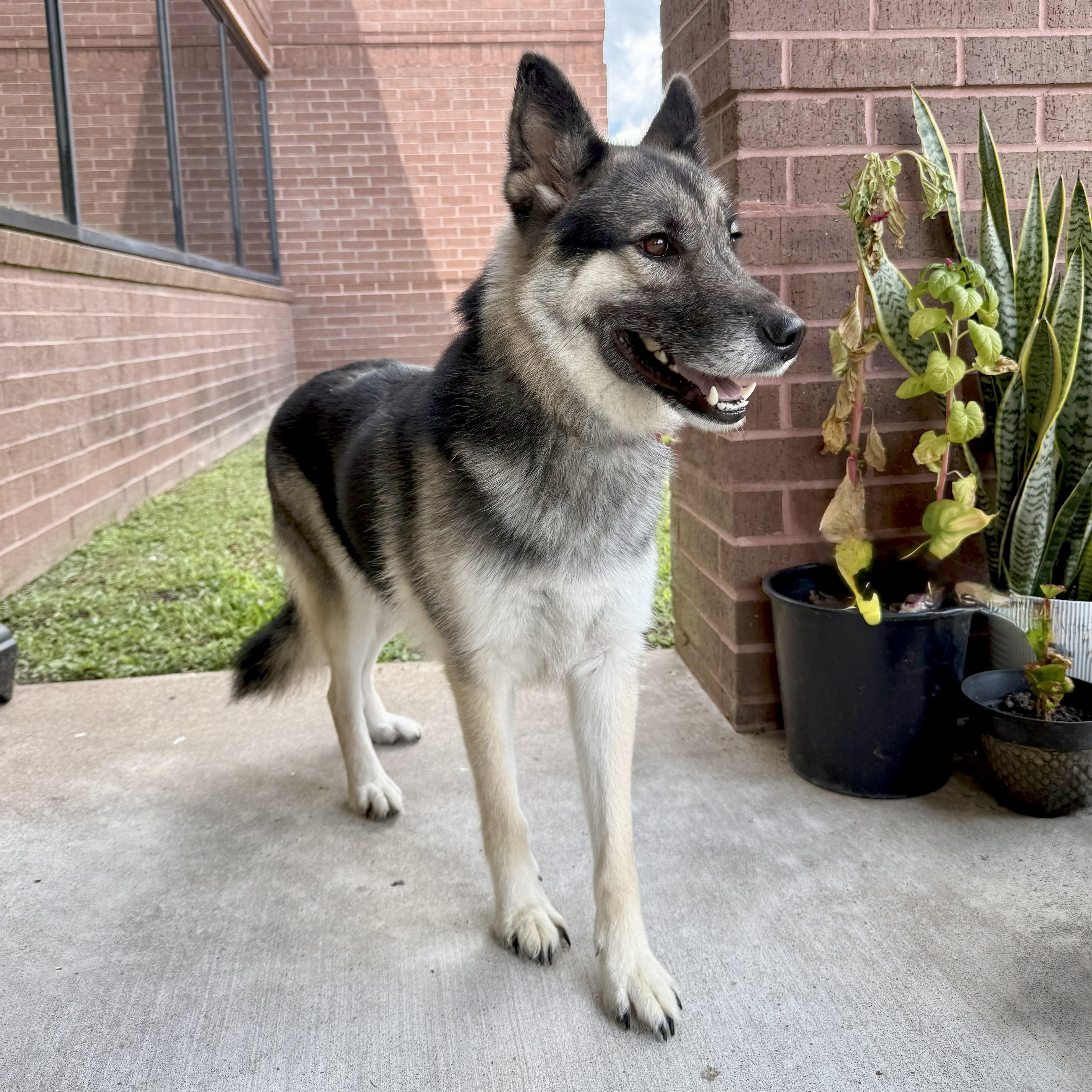 Enlarge Loki, a Adoptable German Shepherd Dog in angleton, TX image 5/6