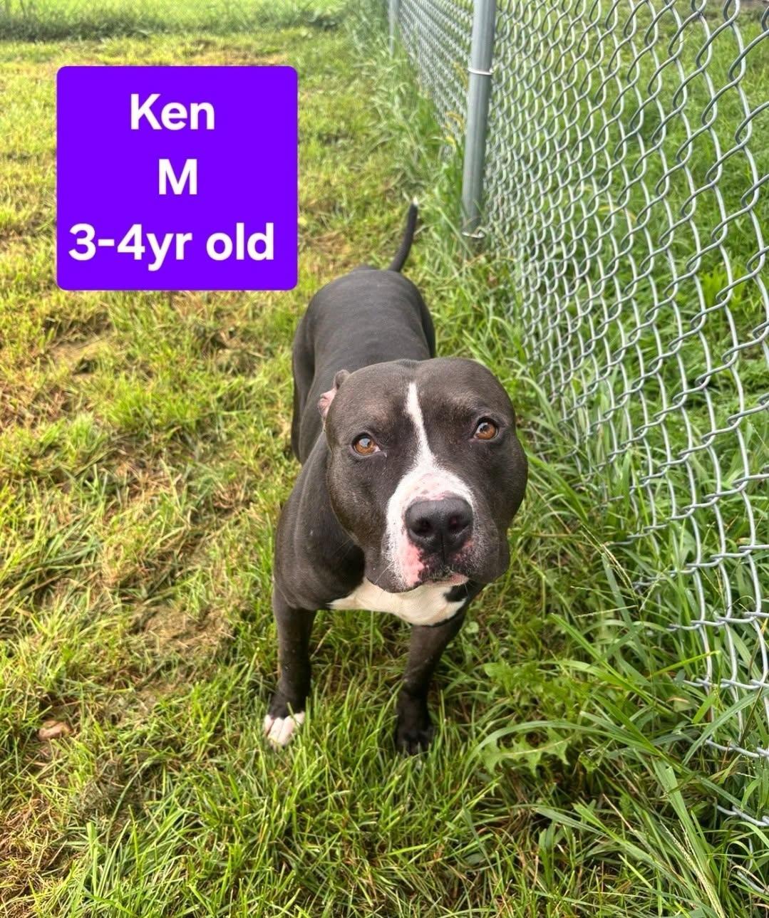 Enlarge Ken, a ADOPTABLE Pit Bull Terrier in Attica, IN image 1/1