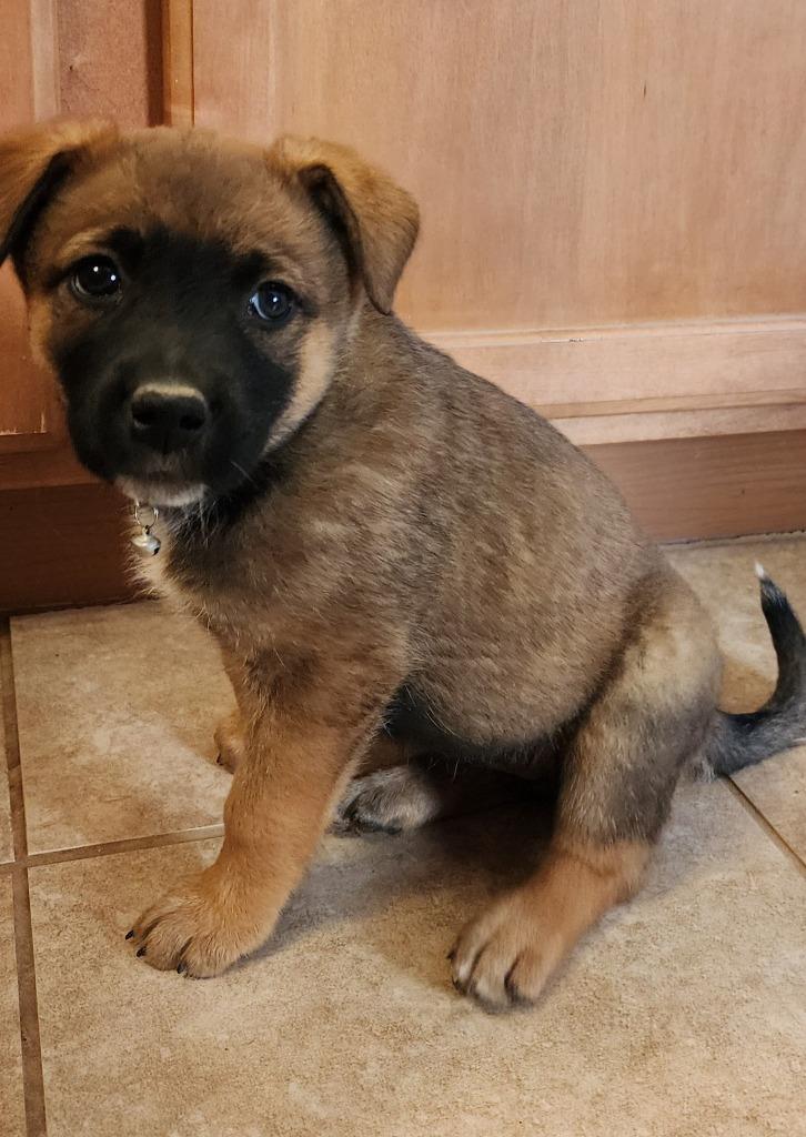 Enlarge Victoria, a Adoptable mixed breed in Mesa, AZ image 1/2