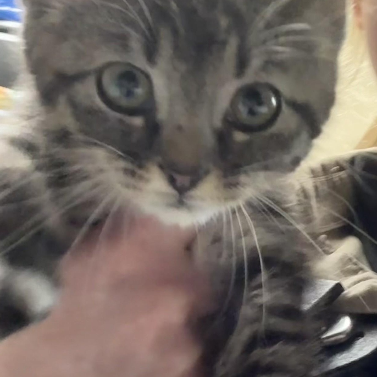 Priscilla, a ADOPTABLE Domestic Medium Hair in Elberon, VA image 1/2