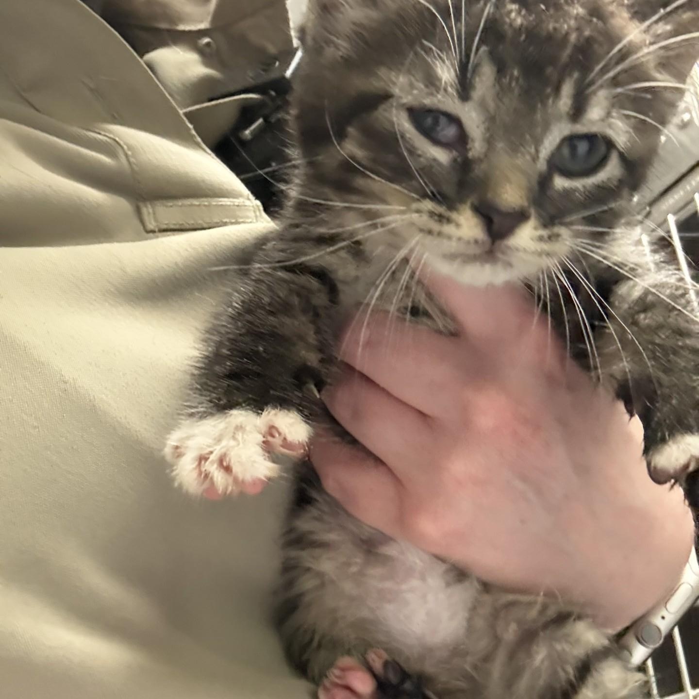 Enlarge Priscilla, a ADOPTABLE Domestic Medium Hair in Elberon, VA image 1/1