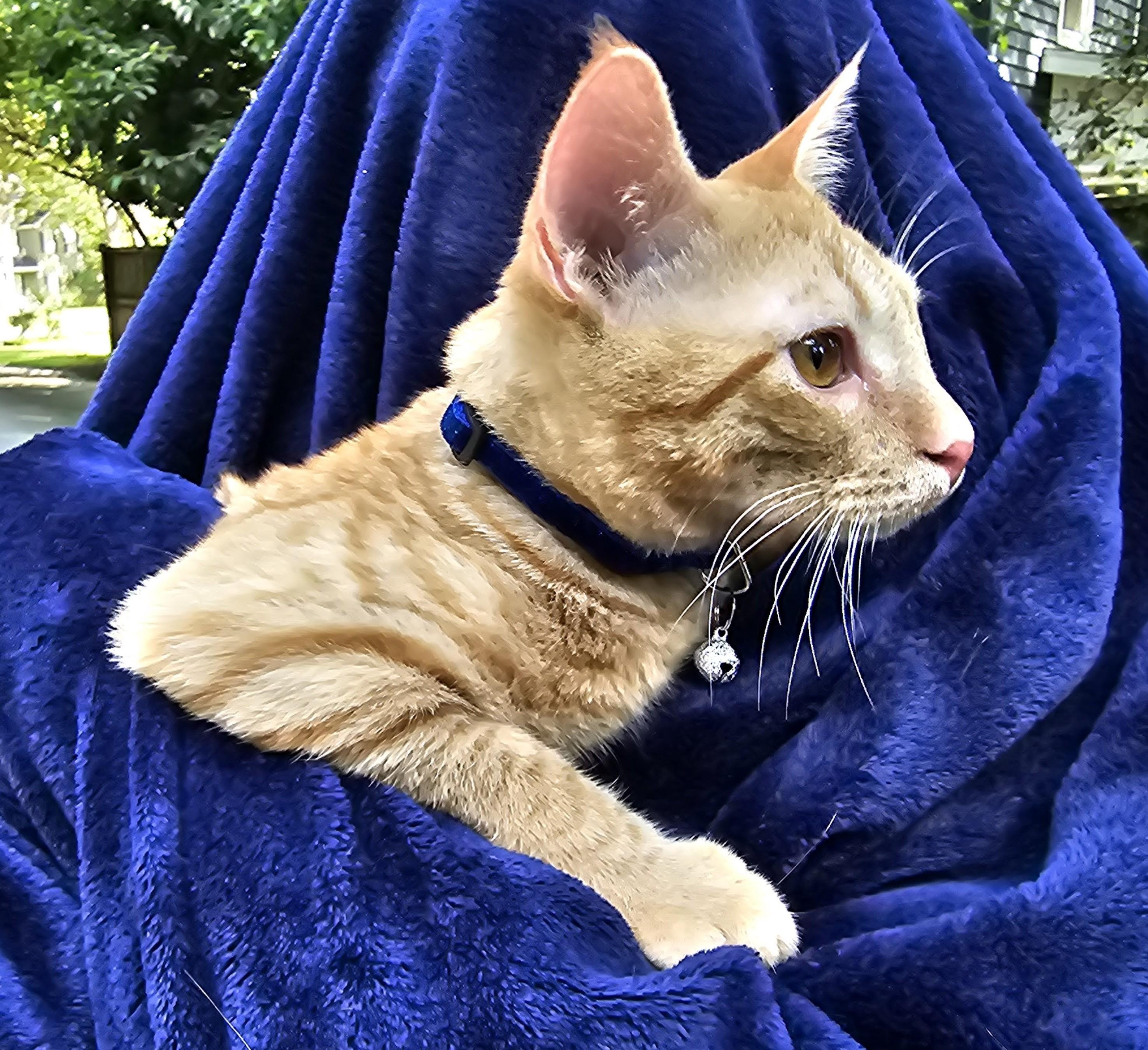 Tobiko The Lantern-Eyed Firecat
