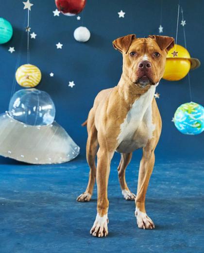 Jasper, a Adoptable Pit Bull Terrier in Philadelphia, PA image 6/6