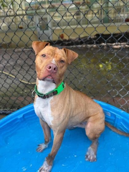 Jasper, a Adoptable Pit Bull Terrier in Philadelphia, PA image 4/6