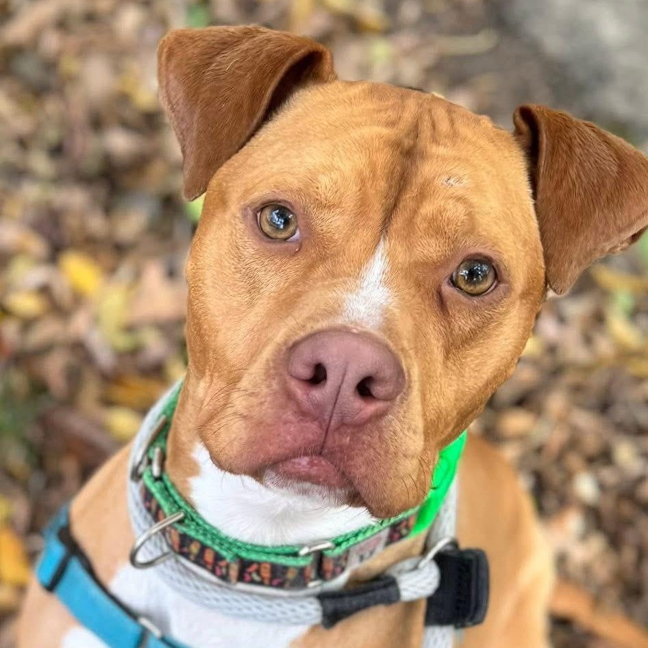 Jasper, a Adoptable Pit Bull Terrier in Philadelphia, PA image 1/6