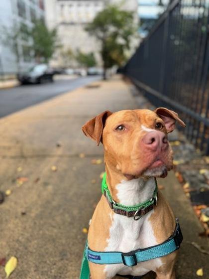 Jasper, a Adoptable Pit Bull Terrier in Philadelphia, PA image 5/6