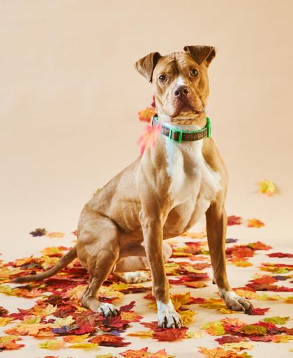 Jasper, a Adoptable Pit Bull Terrier in Philadelphia, PA image 3/6