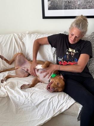 Jasper, a Adoptable Pit Bull Terrier in Philadelphia, PA image 2/6