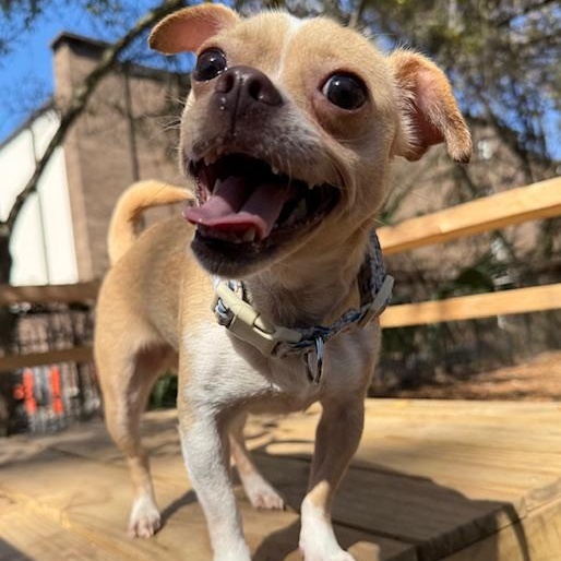 Enlarge Petunia , an adopted Chihuahua in Charleston, SC image 1/1