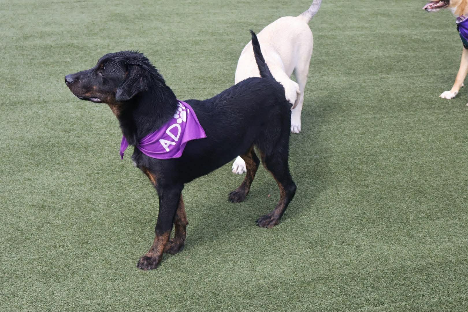 Enlarge Homer, a ADOPTABLE mixed breed in Mobile, AL image 5/5