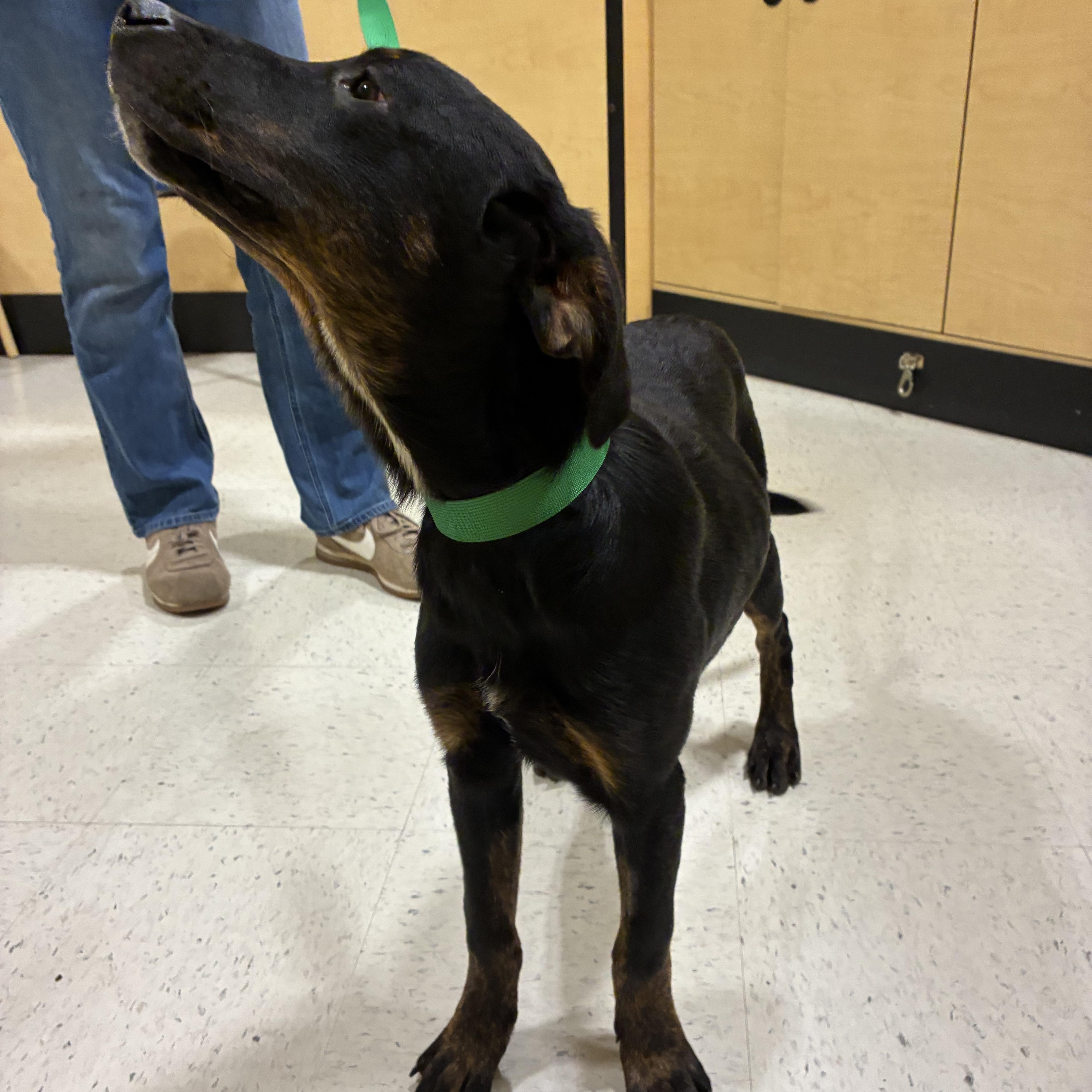 Enlarge Homer, a ADOPTABLE mixed breed in Mobile, AL image 4/5