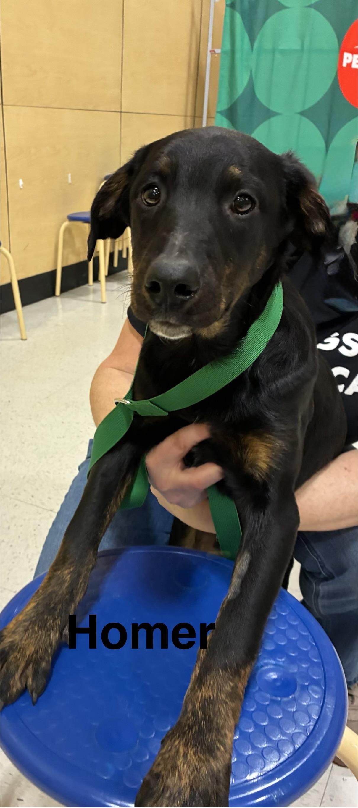 Enlarge Homer, a ADOPTABLE mixed breed in Mobile, AL image 2/5