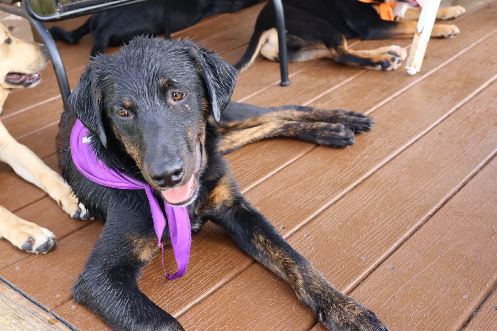 Enlarge Homer, a ADOPTABLE mixed breed in Mobile, AL image 1/5