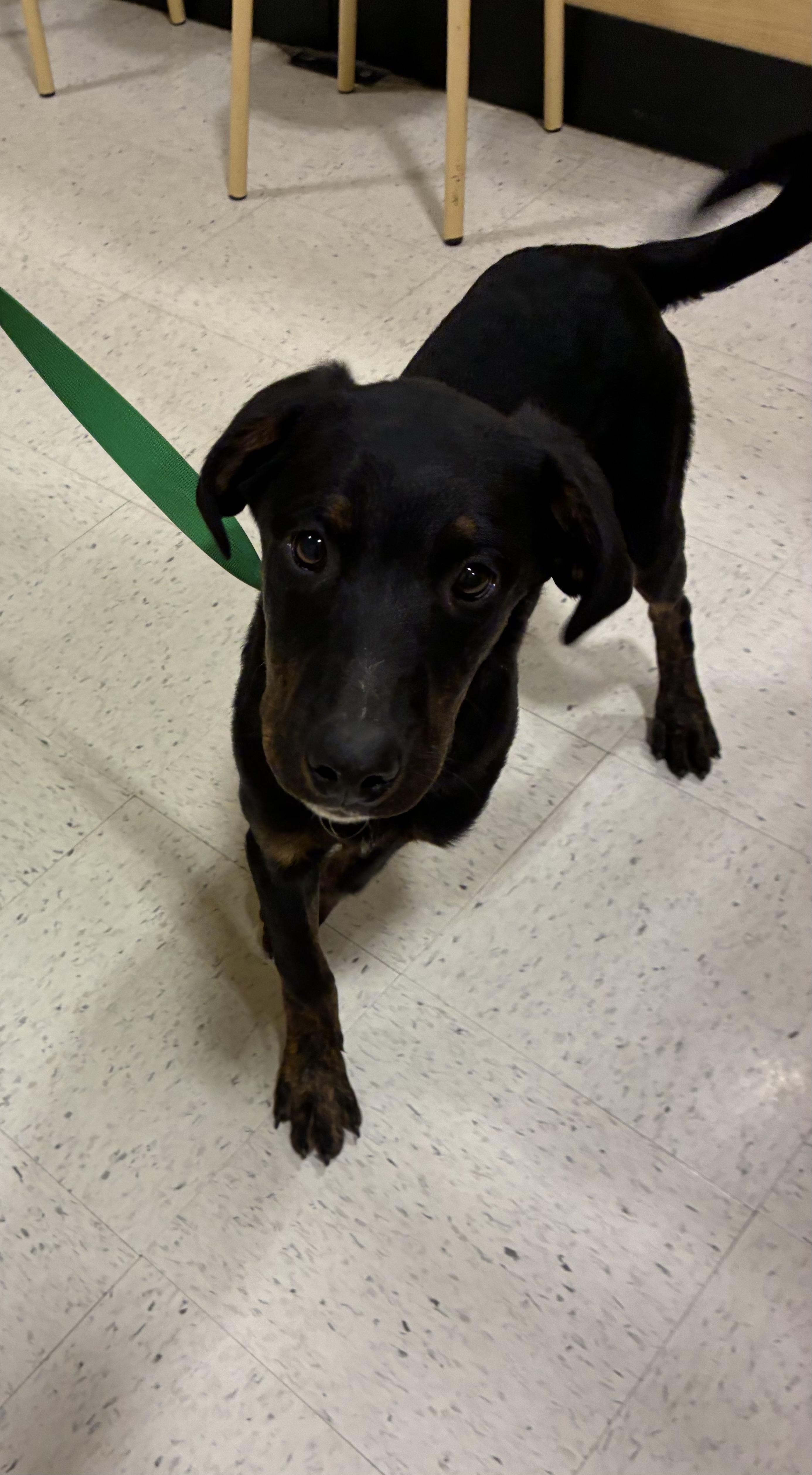 Enlarge Homer, a ADOPTABLE mixed breed in Mobile, AL image 3/5