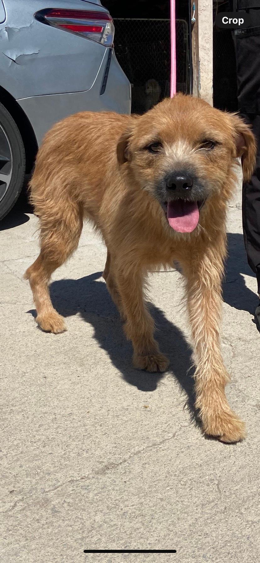 Brownie, ADOPTABLE, Adult Male Labrador Retriever.