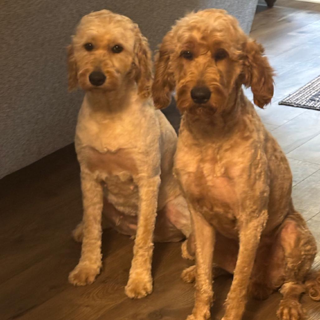 Sadie & Penny, Adoptable, Adult Female Golden Retriever & Standard Poodle.