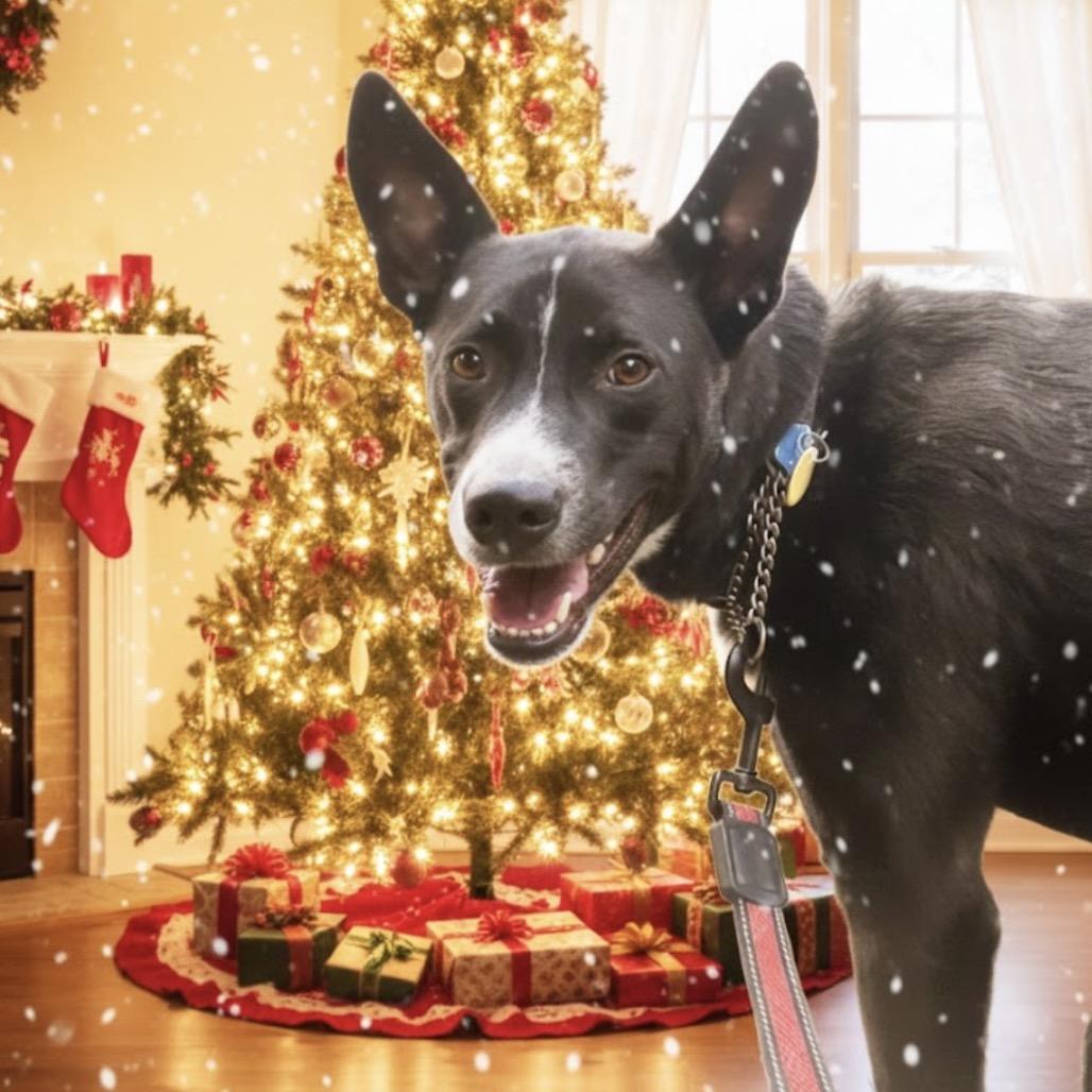 Lt. Dan, Adoptable, Adult Male Border Collie & Labrador Retriever.
