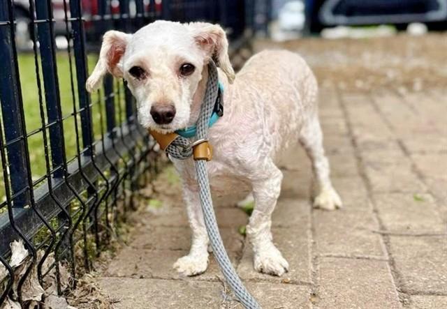 KAI, Adoptable, Adult Male Poodle.