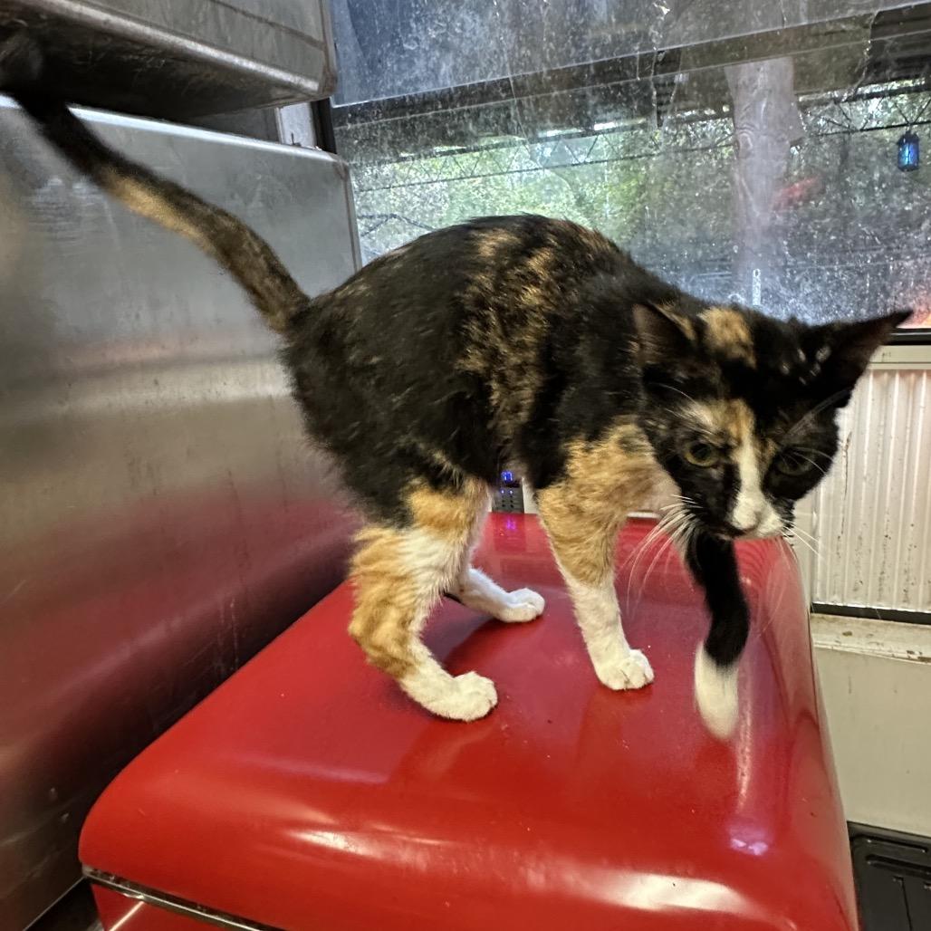 Renagade, a Adoptable Domestic Short Hair in Hinesville, GA image 1/3