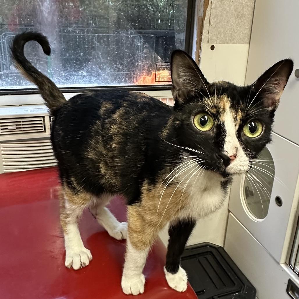 Renagade, a Adoptable Domestic Short Hair in Hinesville, GA image 2/3