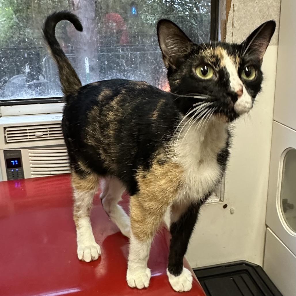 Renagade, a Adoptable Domestic Short Hair in Hinesville, GA image 3/3