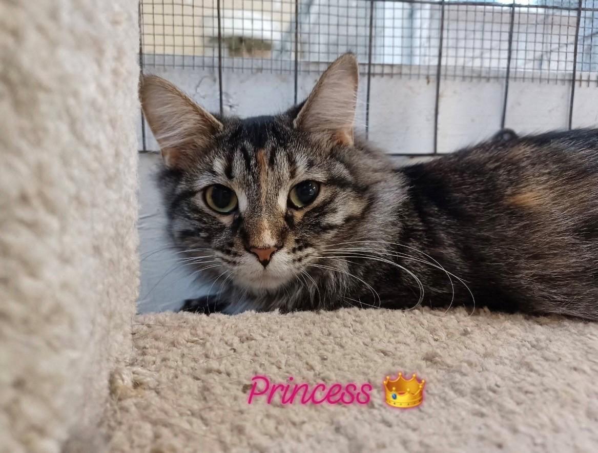 Princess, ADOPTABLE, Young Female Domestic Long Hair.