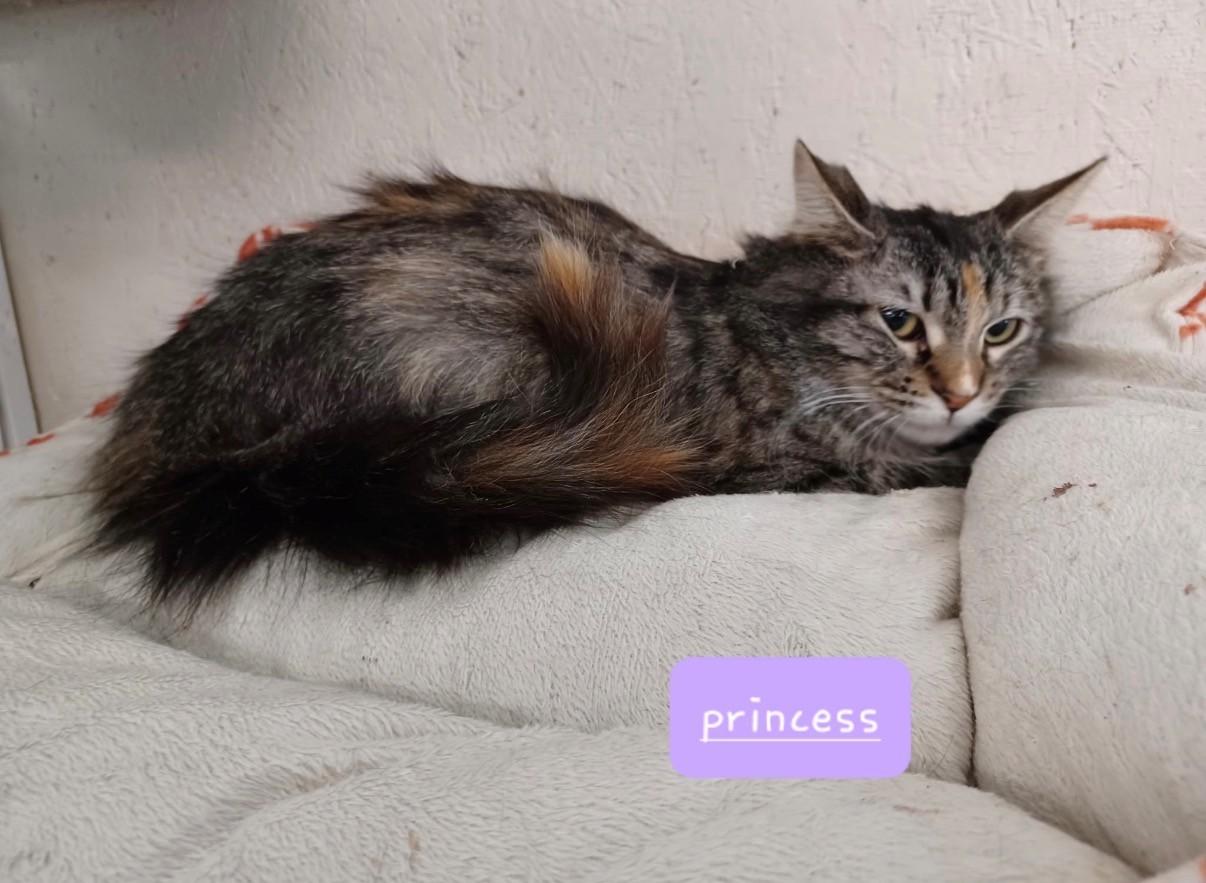 Princess, ADOPTABLE, Young Female Domestic Long Hair.